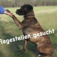 Pflegestellen gesucht