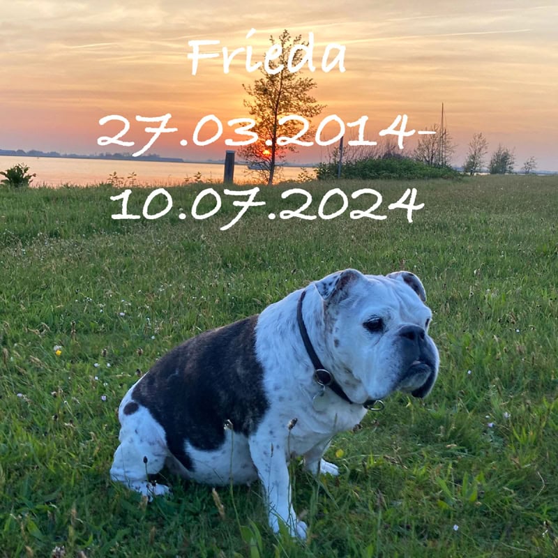 Frieda