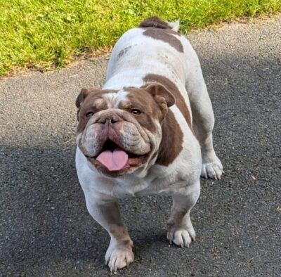 Pelle – Engl. Bulldog Rüde – 3 Jahre (geb. 01.09.2021)