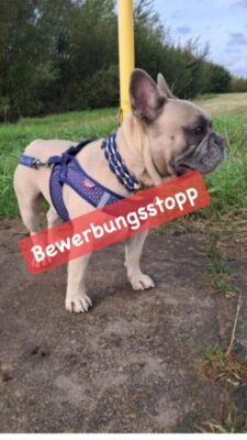 *Bewerbungsstopp* Alfred – Franz. Bulldogge – Rüde – 4 Jahre