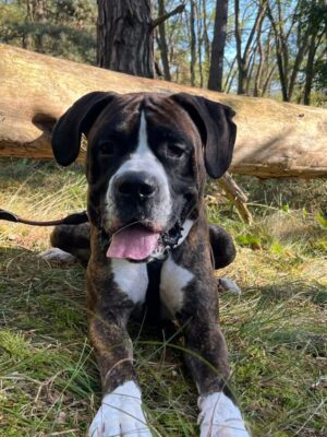 Howie – Boxer / Doggen Mix Rüde – 2 Jahre 10 Monate